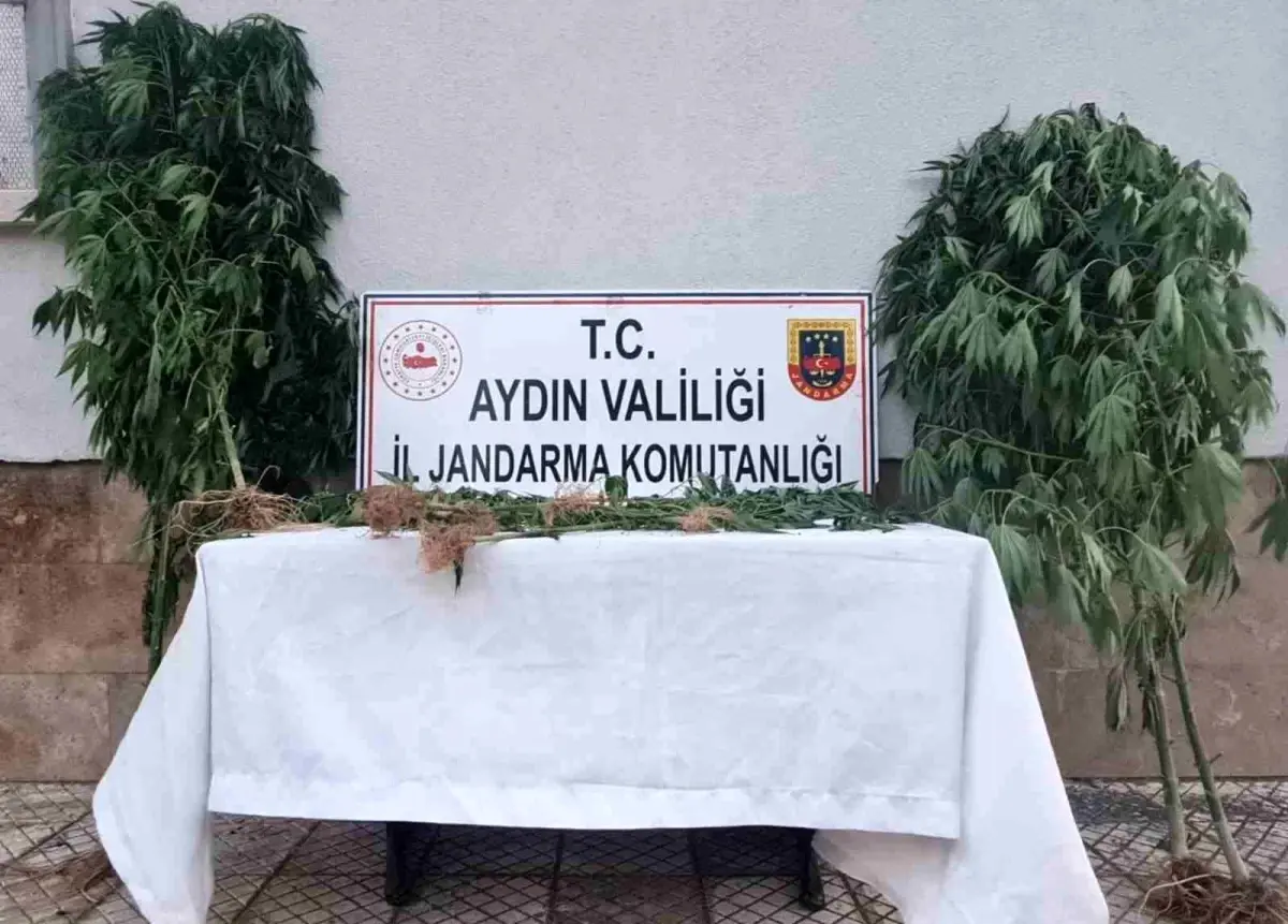 aydinda-kenevir-ele-gecirildi-B9Jpygq7.jpg