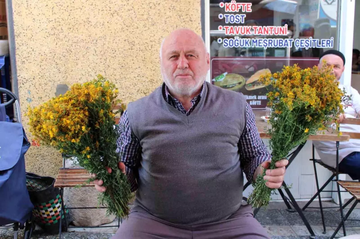 aydinda-sari-kantaron-bitkisine-agir-ilgi-jgVdTcsv.jpg