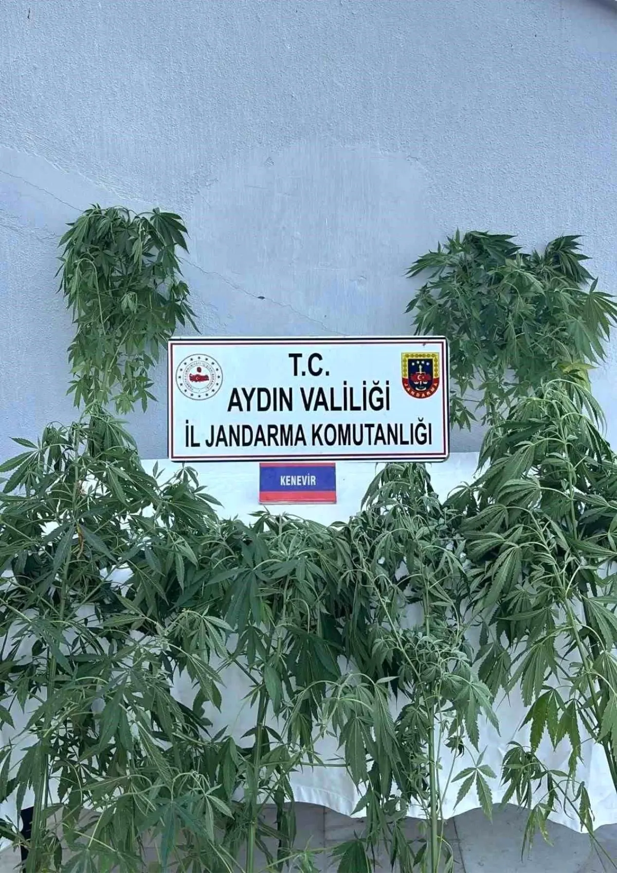 aydinda-uyusturucu-operasyonunda-16-kuskulu-yakalandi-buNEB2vL.jpg