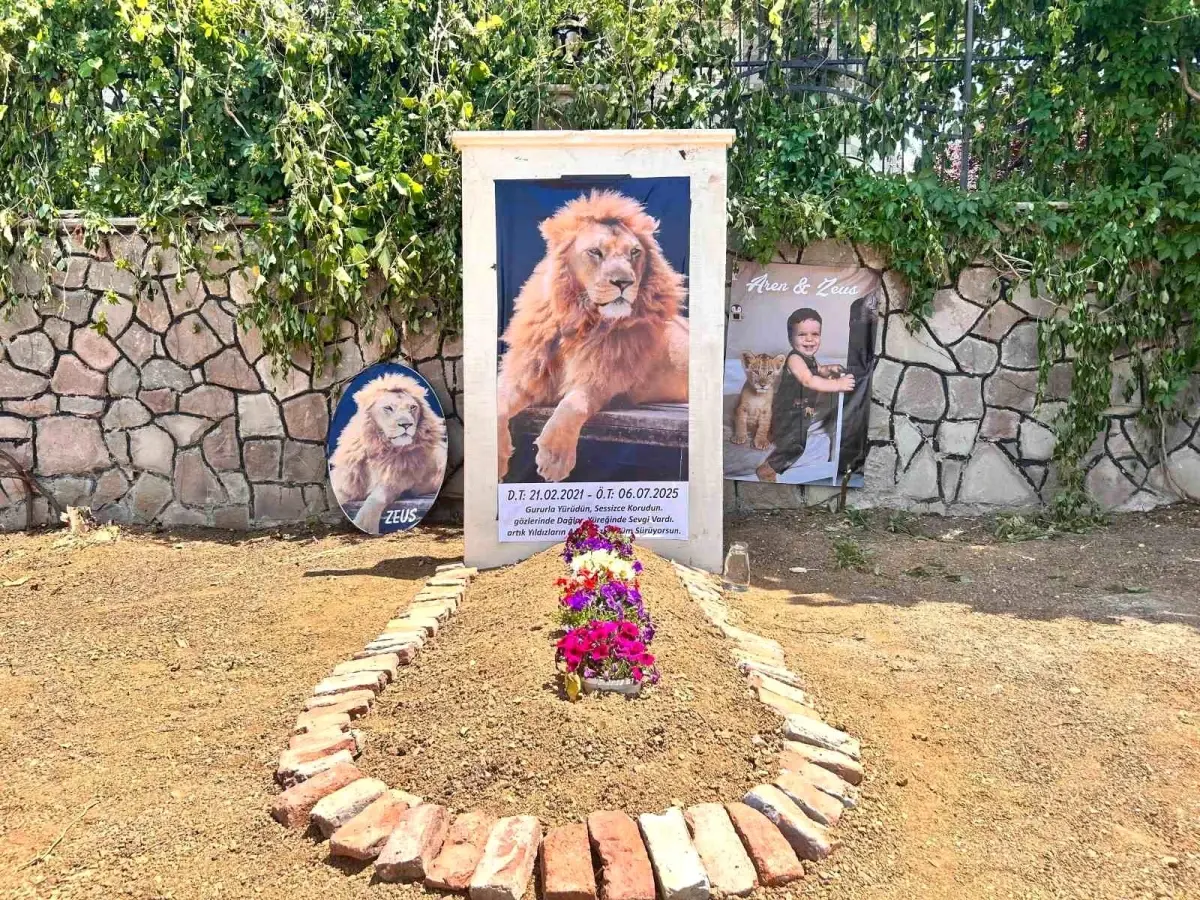 antalyada-kacan-aslan-zeusun-sahibi-his-dolu-anisini-paylasti-SMYypl3e.jpg