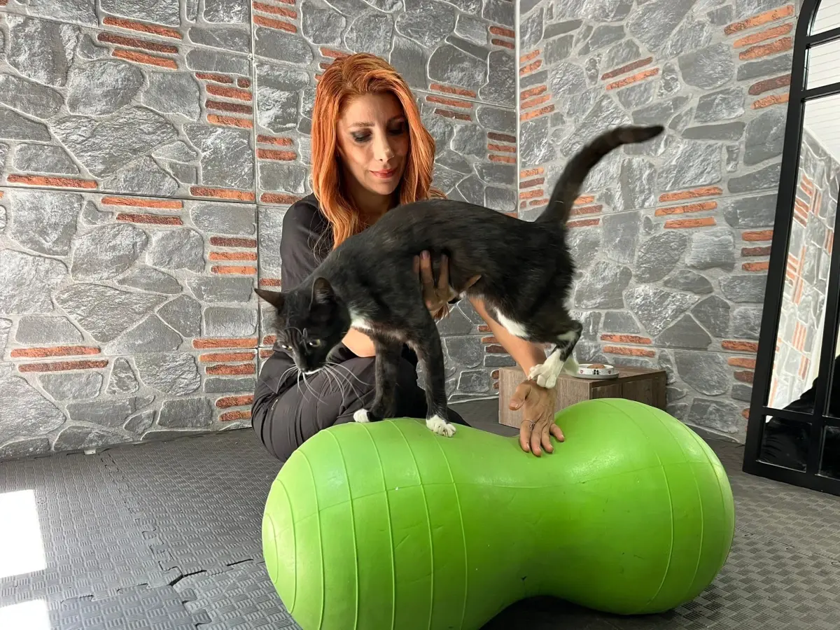 aracin-carpmasiyla-yaralanan-kedi-hamsi-tedavi-edildi-AbPztkPj.jpg