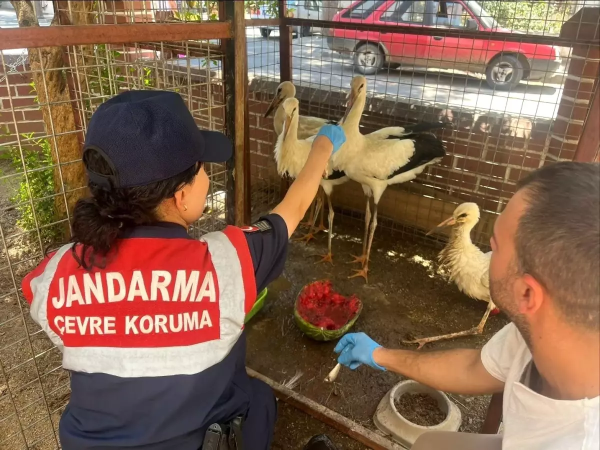 yarali-leylek-jandarma-esliginde-veterinere-goturuldu-hnXXeQpn.jpg