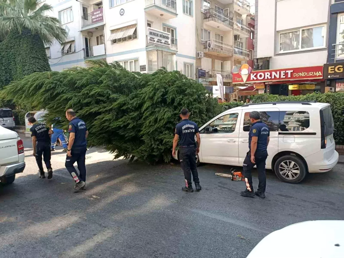 aydinda-kuruyan-agac-park-halindeki-aracin-uzerine-devrildi-U27Z4bQe.jpg