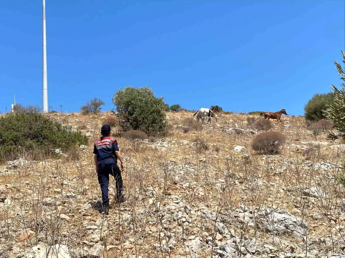 kusadasi-dilek-yarimadasinda-yaban-hayati-kontrolu-yapildi-F3q6eOcb.jpg