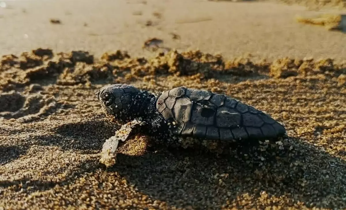 kusadasinda-caretta-caretta-yavrulari-denizle-bulustu-D4uwBecu.jpg